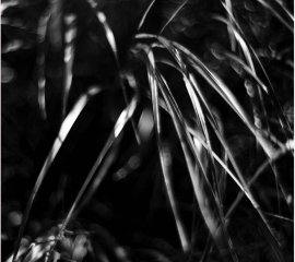 Grasses, Gilling Garden 2016 Archival pigment print